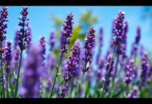 hilft lavendel gegen spinnen ekf