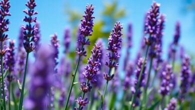 hilft lavendel gegen spinnen ekf