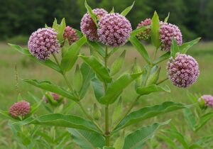 Warum die Papageienpflanze verboten ist