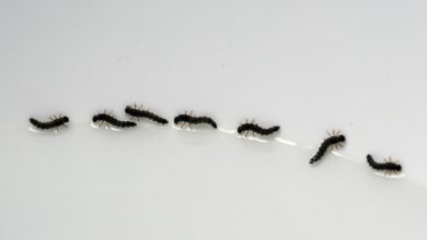 Schwarze Würmer in der Toilette? Das hilft!