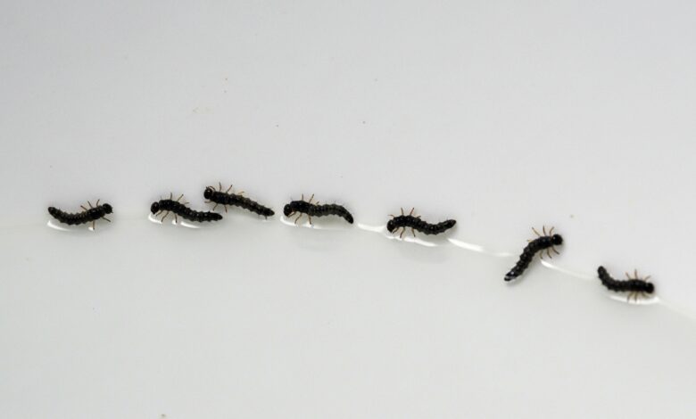 Schwarze Würmer in der Toilette? Das hilft!