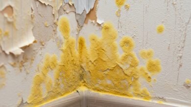 Gelber Schimmel an der Wand - Was tun?