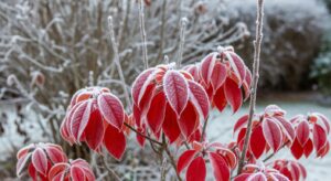 So bekommt Ihr Garten auch im Winter Farbe