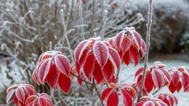 So bekommt Ihr Garten auch im Winter Farbe