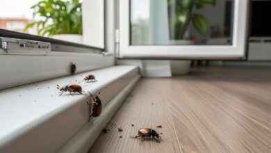Kleine braune Käfer in der Wohnung loswerden