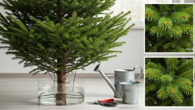 Wie lange hält ein Weihnachtsbaum?